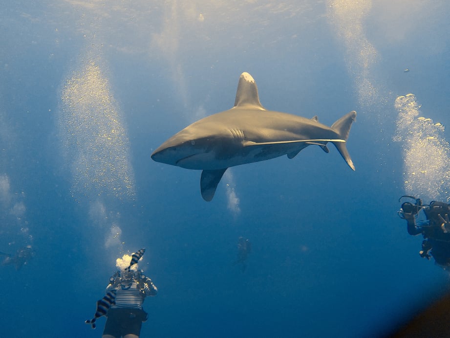 Swinger Scuba Trips